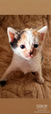 Котята ищют хозяина