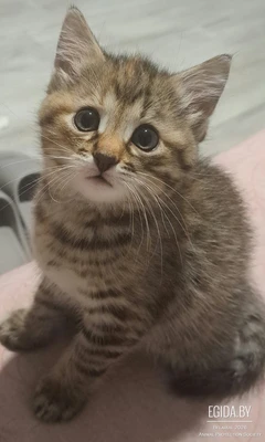 Отдам в добрые руки замечательную кошечку