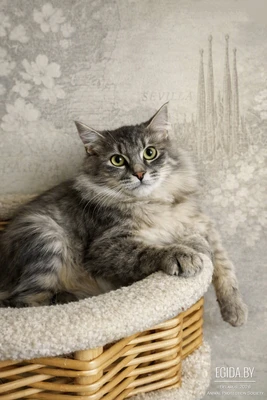 Котёнок пушистая кошечка, 4 месяца.