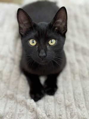Котенок ищет хозяев!