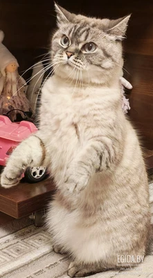 Кошечка шотландская