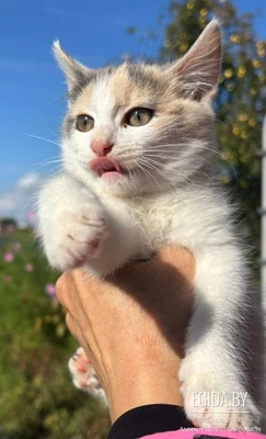 Котята замерзают на улице