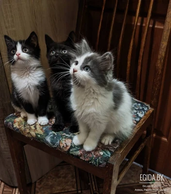 Котята в дар