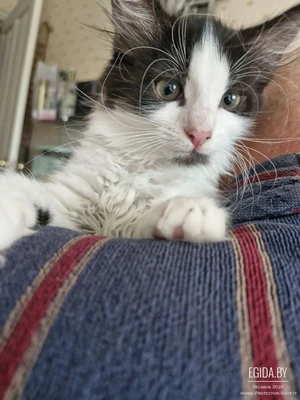 котята