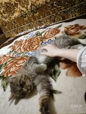 SOS! Срочно ищу дом для кота с ВЛК/ВИК (FeLV/FIV). Все расходы до стабилизации состояния беру на себя! Кот3 года, Минск, +375293863686