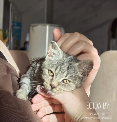 Ласковая кошка Бонита в добрые руки