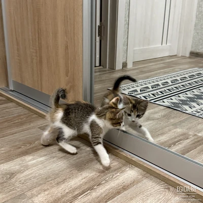 Котёнок