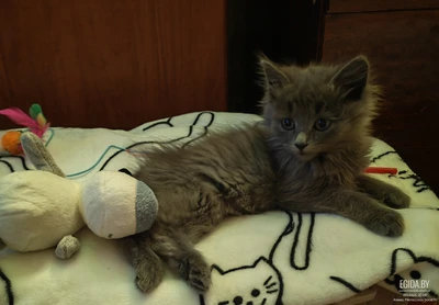 🐱Каспер