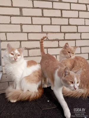 Котятки