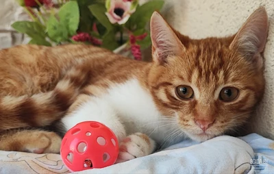 Котенок Рыжик в добрые руки