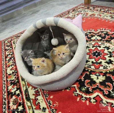 Крошечные пушистые комочки ищут дом! Мама-кошка бросила их на улице, но они очень хотят жить 🐾