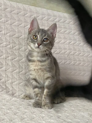 Девочка, 3,5 мес. Игривая, ласковая, ранимая и аккуратная