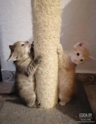 Дарю котят