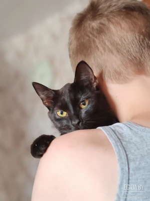 Милая кошечка Мариса ищет дом