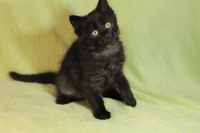 Ласковая котенок-девочка ищет дом