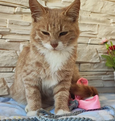 Котенок Персик ищет семью