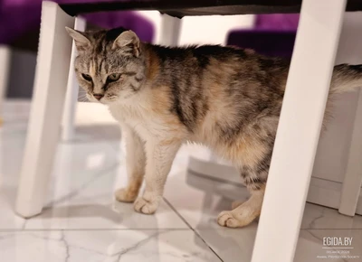 Кошка 3 года в дар