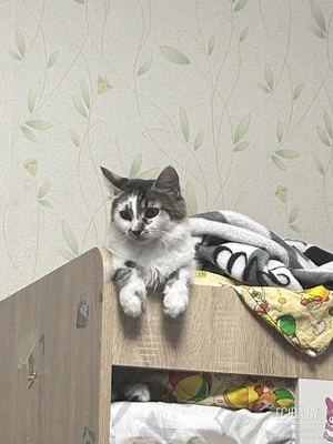 Котенок девочка 6 мес