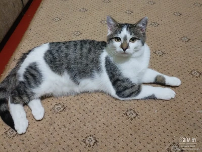 Котята ищут дом