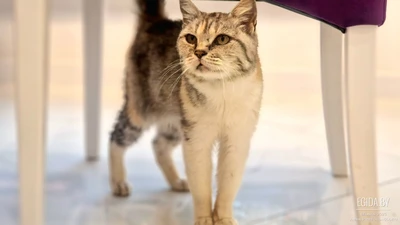 Кошка 3 года в дар