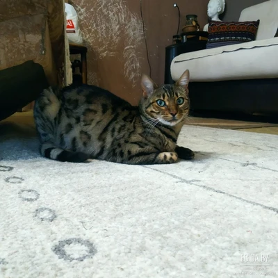 Кошка Бенгал, стерилизована