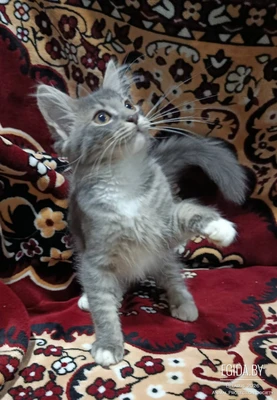 Ласковейший котенок Красавчик