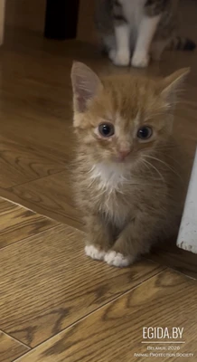 Котенок, котята в дар, рыжий, трехцветная