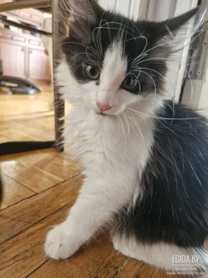 котята