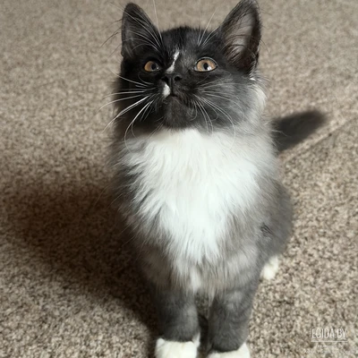 Котята