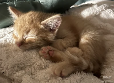 котенок, без имени