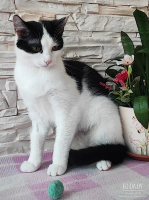 Кошечка Шерри в добрые руки