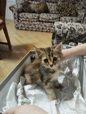 Котёнок в дар