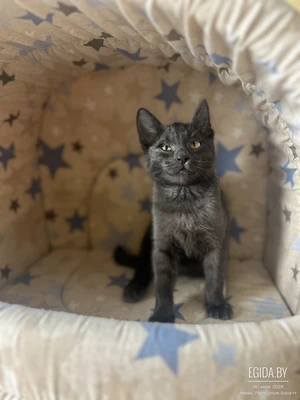 Котёнок Киану ждёт любящих хозяев!