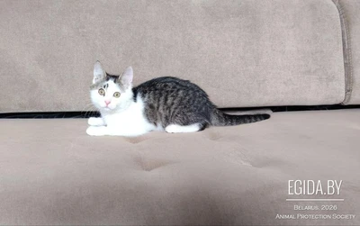 Котенок (3 месяца) в дар