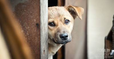 ООЗЖ «Эгида» просит поддержки! Короткометражный фильм о бездомных животных в РБ