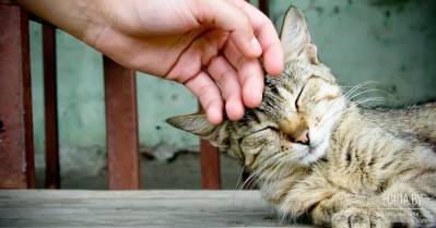 ООЗЖ «Эгида» просит помочь 45 котам, у которых умерла хозяйка!