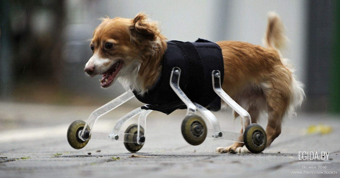 Инвалидные коляски для животных с особыми потребностями