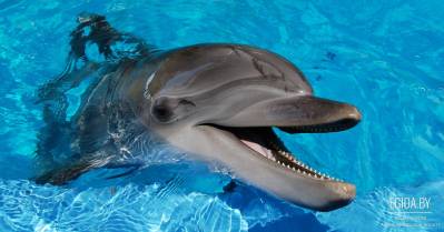 Подпишем петицию против строительства дельфинариев в Минске!