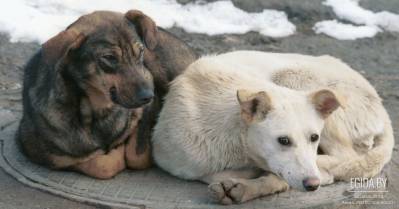 SOS! Отстрел или жизнь? Решать нам! ООЗЖ «Эгида» просит помощи: Более 50 собак и щенков можно еще спасти!