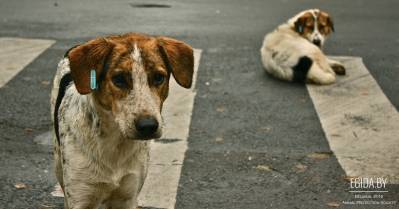 Программа гуманного регулирования численности бездомных котов и собак