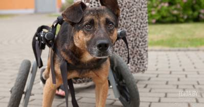 Валерка – пёс-инвалид с человеческими глазами, который просто хочет жить…