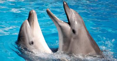 Победа! В Санкт-Петербурге запрещена деятельность передвижного дельфинария