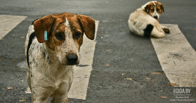 16 августа весь цивилизованный мир отмечает Международный день защиты бездомных животных