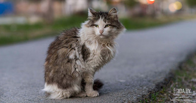 ООЗЖ «Эгида» просит помощи в покупке ловушки для котов. Внесите свой вклад в спасение бездомных котов!