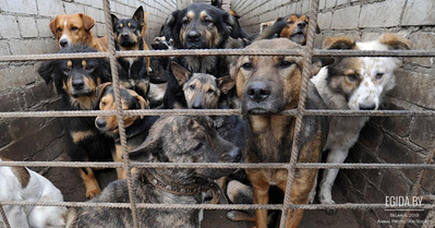 Просим подписать петицию против отстрела безнадзорных животных при подготовке ко вторым Европейским играм
