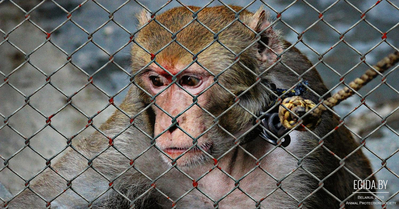 Просим подписать петицию против передвижных зоопарков на территории Республики Беларусь!