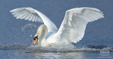 Птичья трагедия на Чижовском водохранилище и советы как своевременно оказать помощь дикой птице