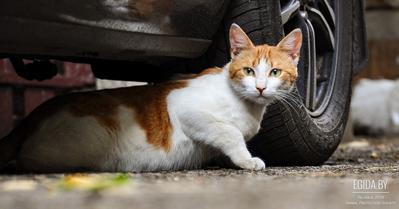 Кошки, погибшие в машинах: памятка для автовладельцев