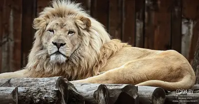 Когда молчать нельзя: общественное обращение по судьбе льва Шерхана