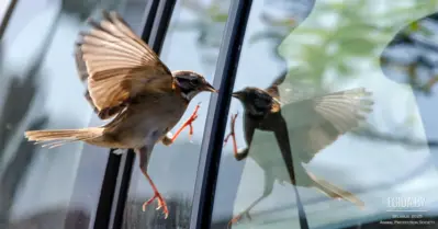 Птицы и стекло: невидимая опасность в городах